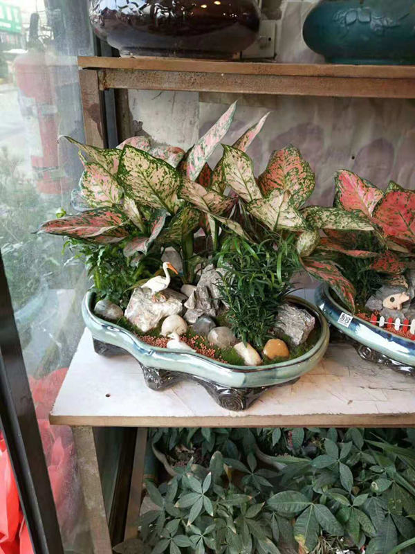 精品植物