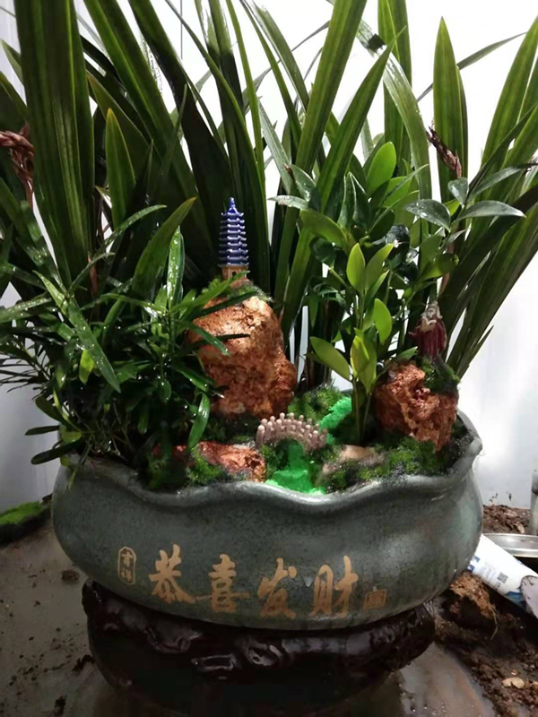 盆栽植物