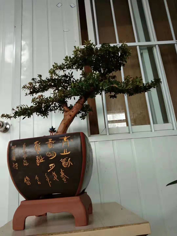 盆栽植物