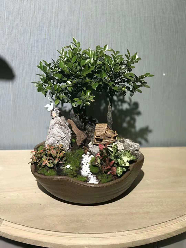 精品植物