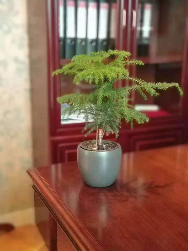 精品植物