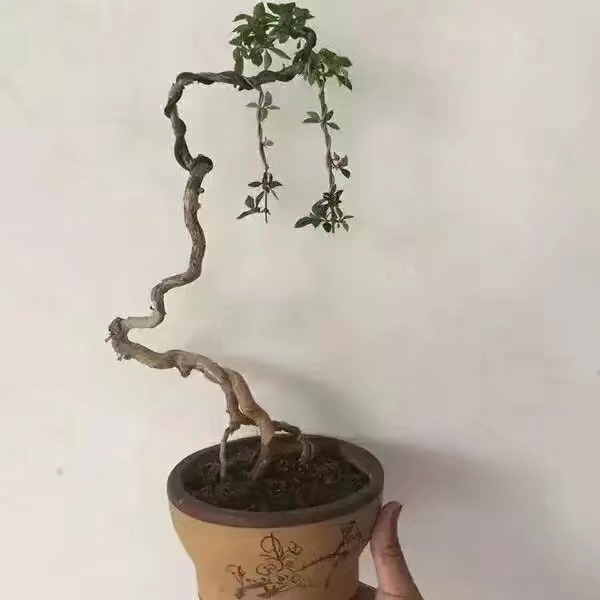 盆栽植物