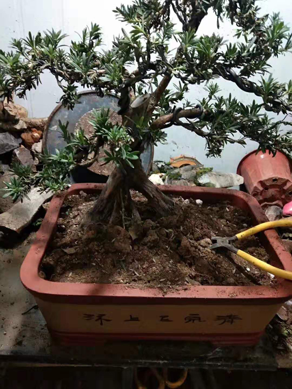 盆栽植物