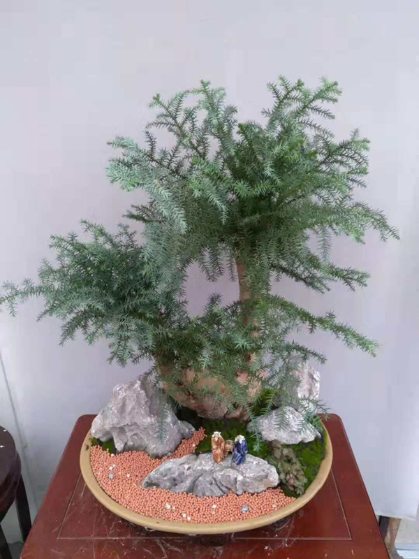 精品植物