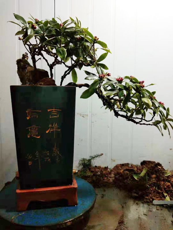 盆栽植物