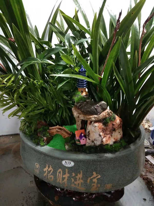 盆栽植物