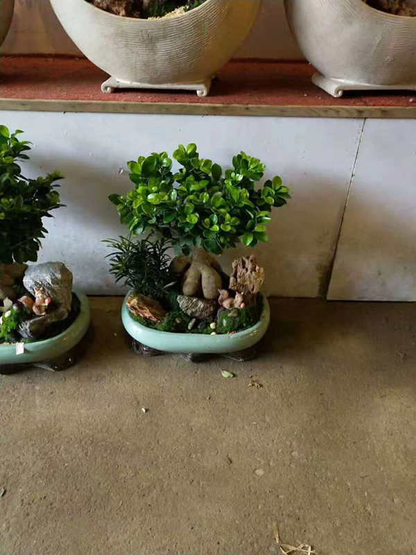 精品植物