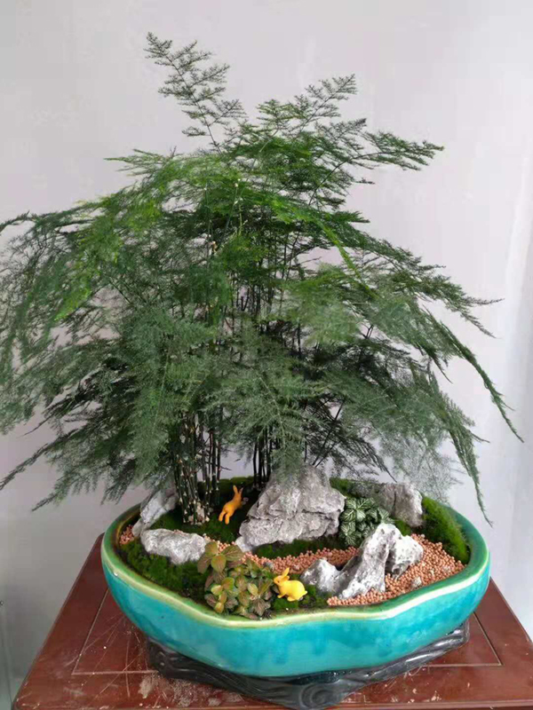 精品植物