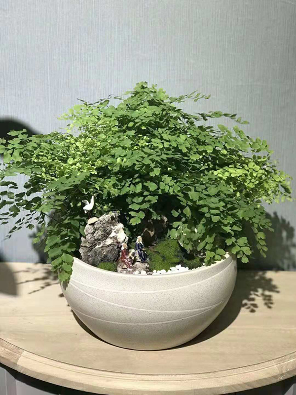 精品植物