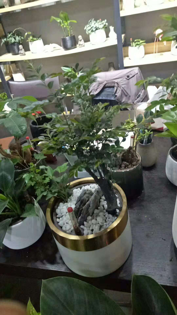 精品植物